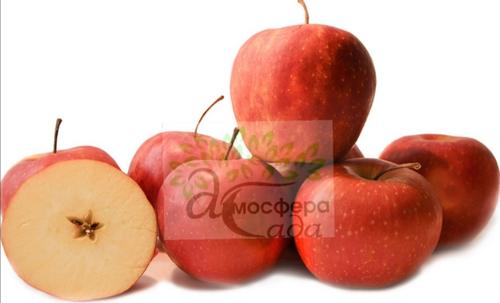 Яблоня Вилтонс Ред Джонапринц 